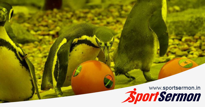 Predictions From Animals That Have Gone Viral in the World  