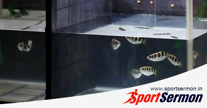 Predictions From Animals That Have Gone Viral in the World  