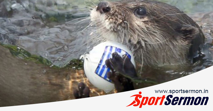 Predictions From Animals That Have Gone Viral in the World  