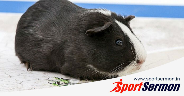 Predictions From Animals That Have Gone Viral in the World  