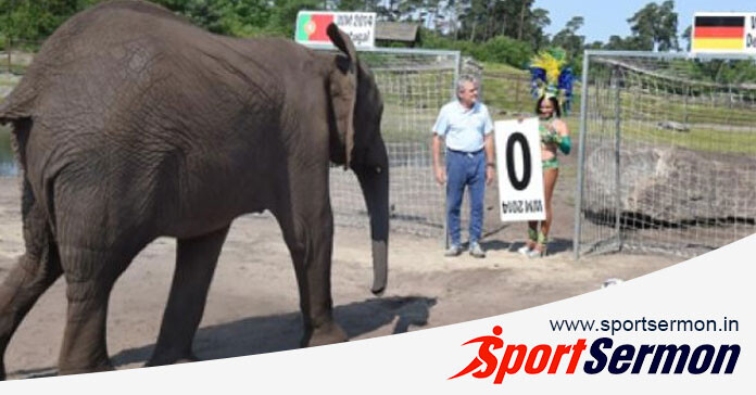 Predictions From Animals That Have Gone Viral in the World  