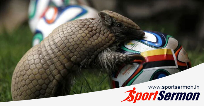 Predictions From Animals That Have Gone Viral in the World  