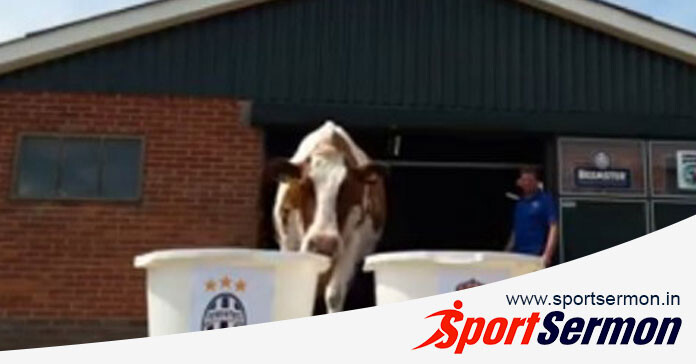 Predictions From Animals That Have Gone Viral in the World  