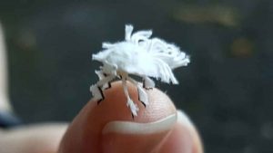 Mind blowing 30 interesting cricket facts for cricket fans!  