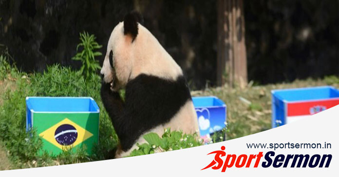 Predictions From Animals That Have Gone Viral in the World  