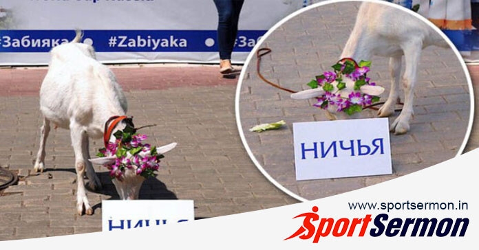 Predictions From Animals That Have Gone Viral in the World  