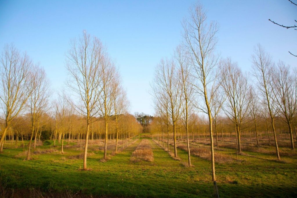 The Evolution of Cricket Sport Bat Throughout the Years  