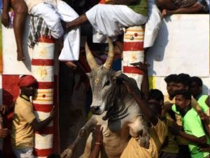 Jallikattu: Tradition & the Future of Tamil Nadu's Bull Taming Festival  