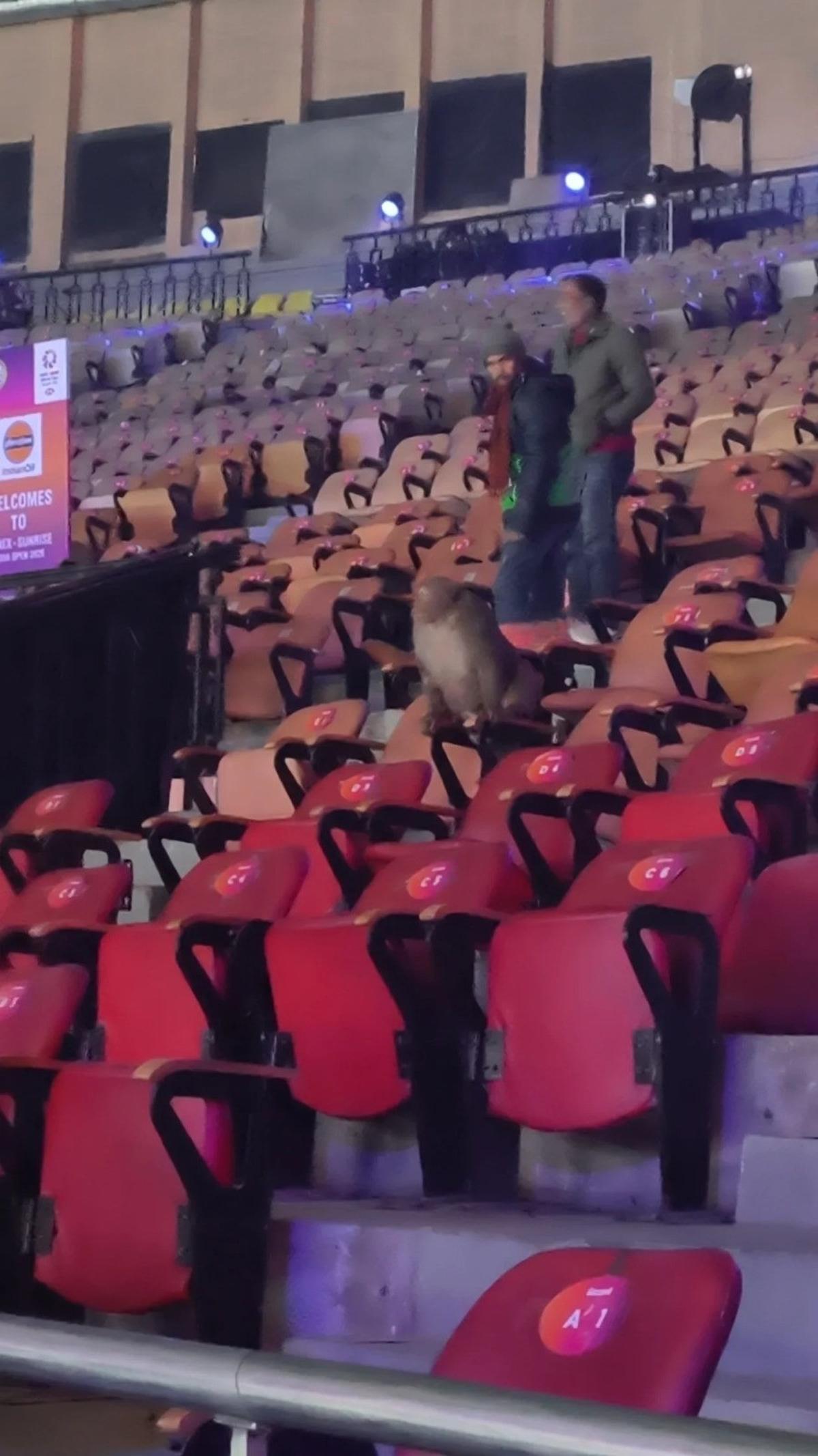 Monkey in attendance at low-key India Open  